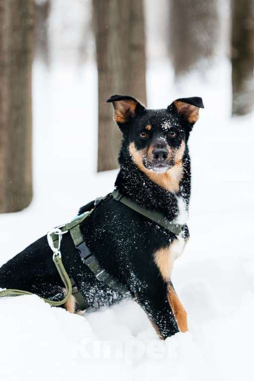Собаки в Москве: Невероятно ласковый мальчик Деймонд ищет дом! Мальчик, Бесплатно - фото 5