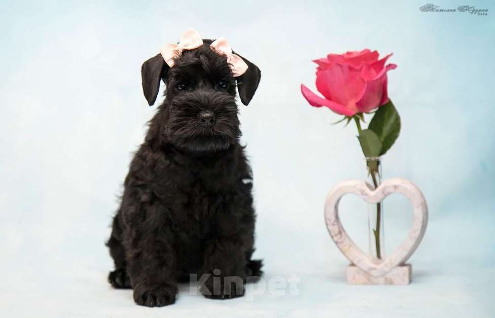 Собаки в Петрозаводске: Красавица цвергшнауцер черный  Девочка, 60 000 руб. - фото 1