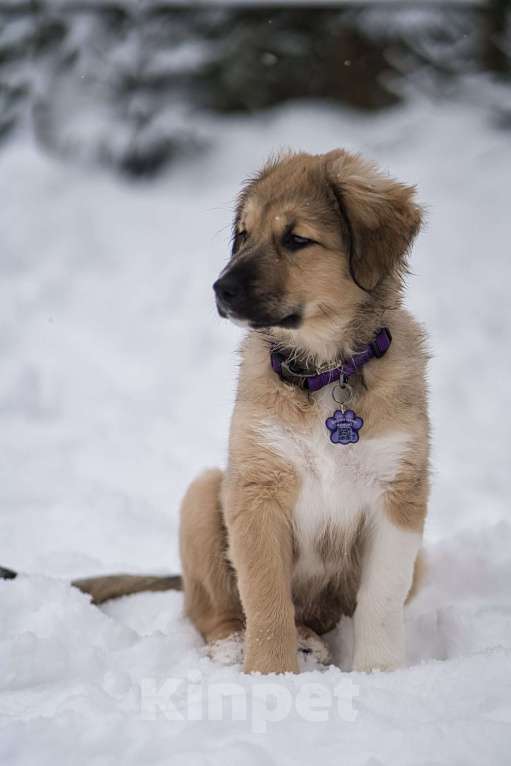 Собаки в Красногорске: Малышка Бель 3,5 месяца в добрые руки Девочка, Бесплатно - фото 5