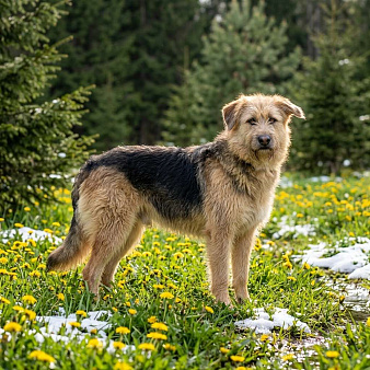 Арчи в добрые руки