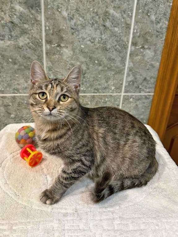 Кошки в Москве: Очаровательная кошечка-подросток Аглая ищет дом Девочка, 10 руб. - фото 7