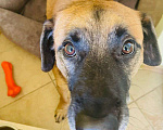 Собаки в Москве: Домашний воспитанный пес Райли в добрые руки ищет дом Мальчик, 100 руб. - фото 3