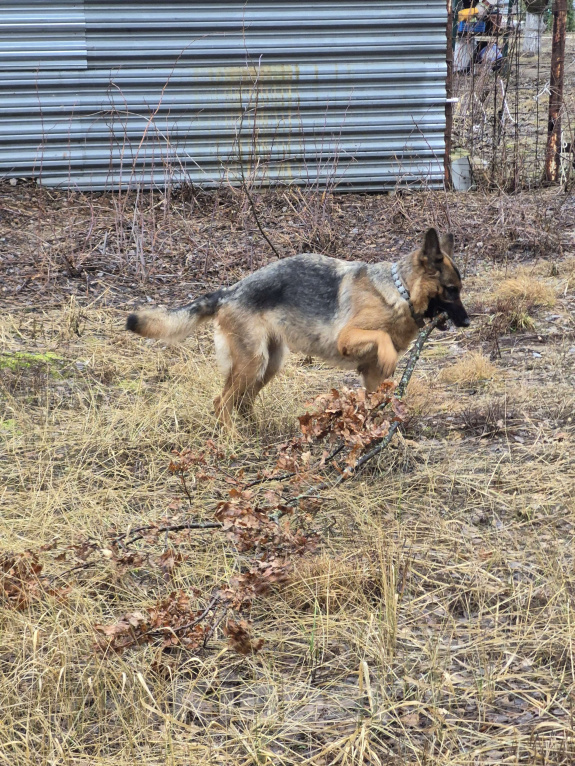 Собаки в Рязани: Срочно!Спасти овчарку! Только в любящие руки Девочка, Бесплатно - фото 5
