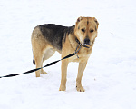Собаки в Видном: Алабай Скорсби 2 года Мальчик, Бесплатно - фото 6
