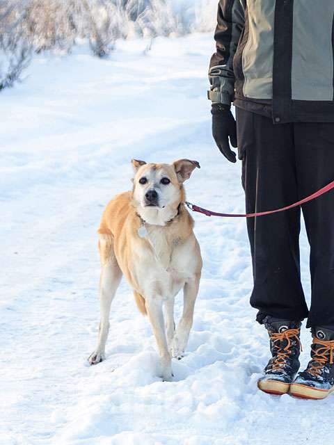 Собаки в Москве: Самый лучший компаньон, добрая, спокойная собачка Бренди в добрые руки Девочка, 10 руб. - фото 1