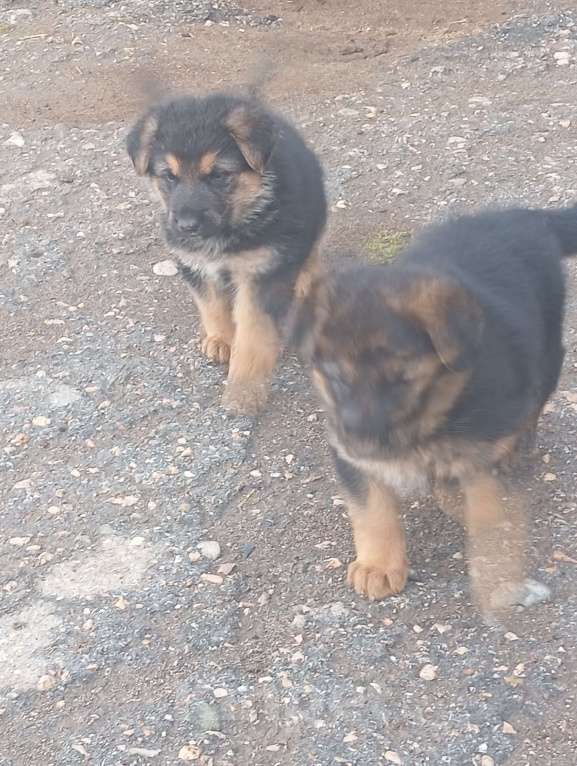 Собаки в других городах Крыма: Девочкк Мальчик, 8 000 руб. - фото 1