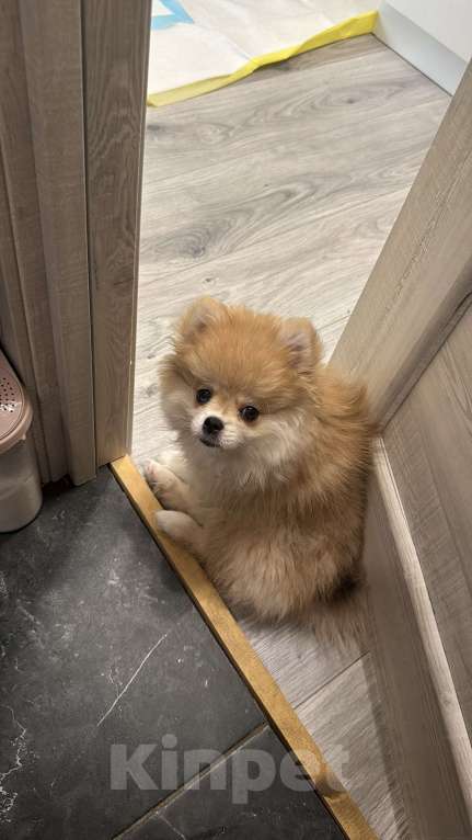 Собаки в Владивостоке: Шпиц немецкий Девочка, 40 000 руб. - фото 5