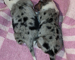 Собаки в Тольятти: Щенки шелти Девочка, 70 000 руб. - фото 3