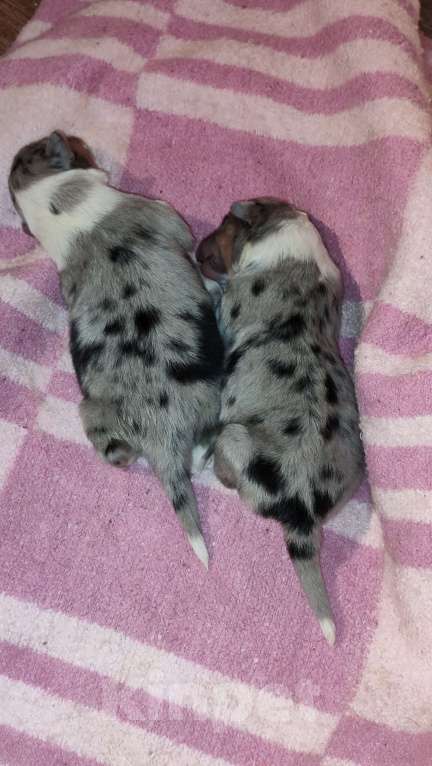 Собаки в Тольятти: Щенки шелти Девочка, 70 000 руб. - фото 3