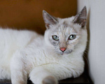 Кошки в Балашихе: Айоли Девочка, Бесплатно - фото 2