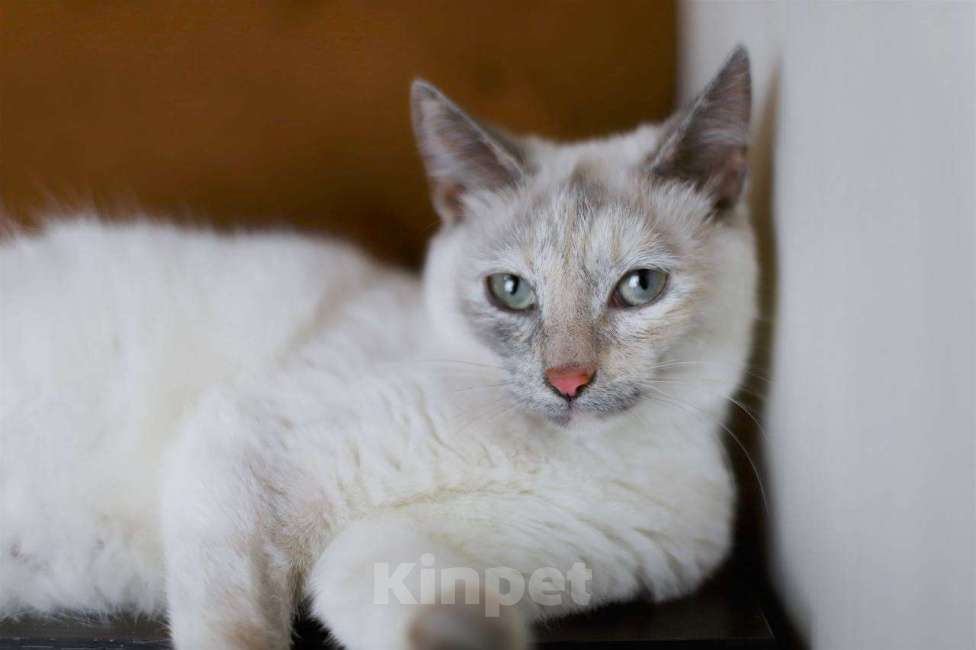 Кошки в Балашихе: Айоли Девочка, Бесплатно - фото 2