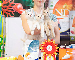 Кошки в Долгопрудном: Крем на серебре мейн-кун Мальчик, 65 руб. - фото 1