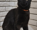 Кошки в Энгельс: Котенок мейн кун Мальчик, 45 000 руб. - фото 4