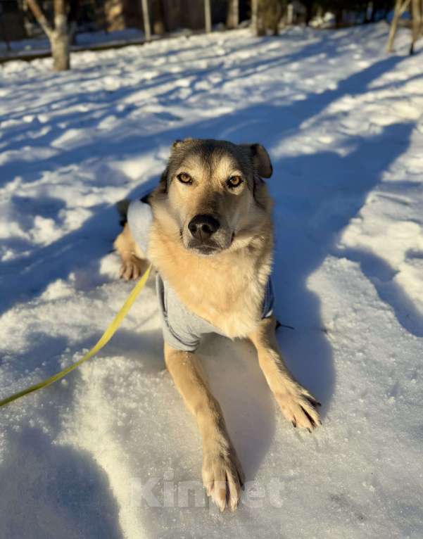 Собаки в других городах Московской области: Пес Грей ищет дом! Девочка, Бесплатно - фото 5