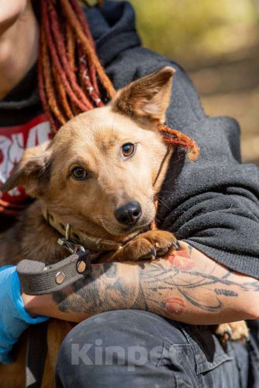 Собаки в других городах Московской области: Нила ищет семью Девочка, Бесплатно - фото 4