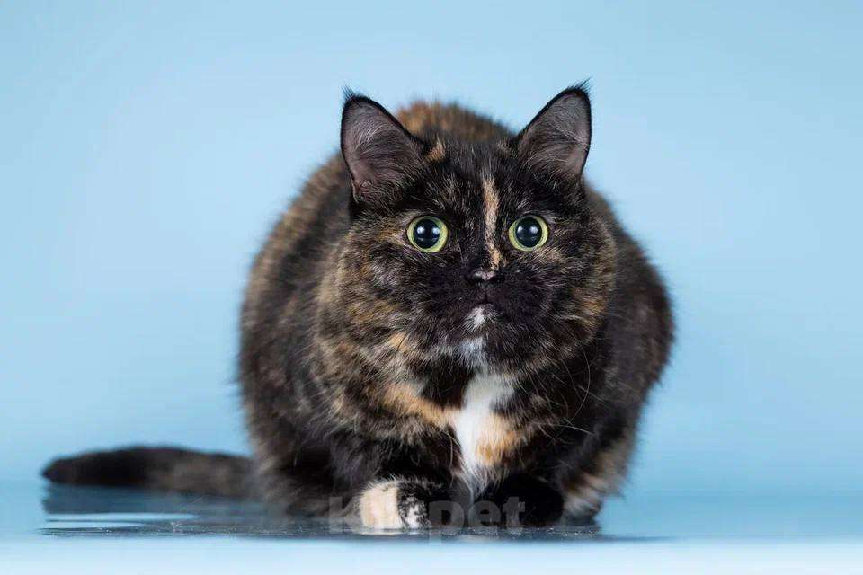 Кошки в Москве: Стелла – кошка, которая не потеряла веру в людей! Девочка, Бесплатно - фото 4