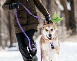 Собаки в Москве: Метис лайки в добрые руки Мальчик, Бесплатно - фото 3