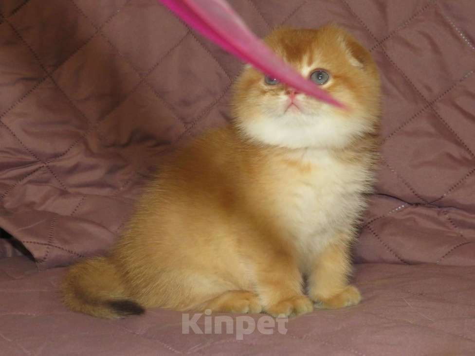 Кошки в Москве: роскошный шотландский котенок -мальчик Мальчик, 100 000 руб. - фото 6