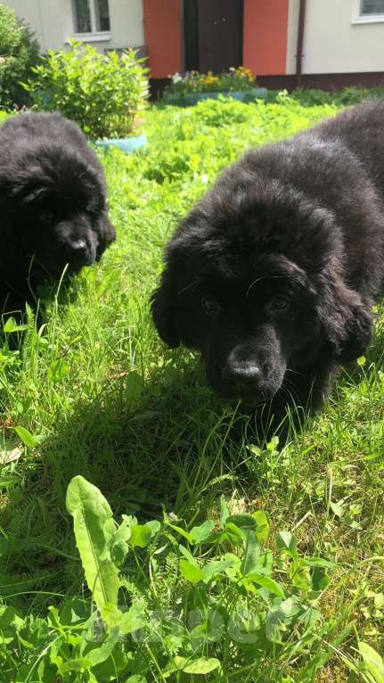 Собаки в других городах Ленинградской области: готова к переезду в новый дом  Девочка, Бесплатно - фото 4