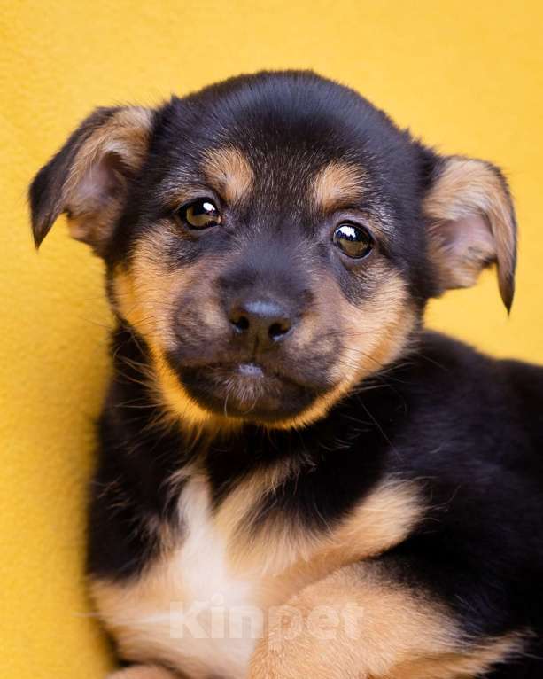 Собаки в Москве: Миниатюрный щенок в добрые руки Девочка, Бесплатно - фото 2