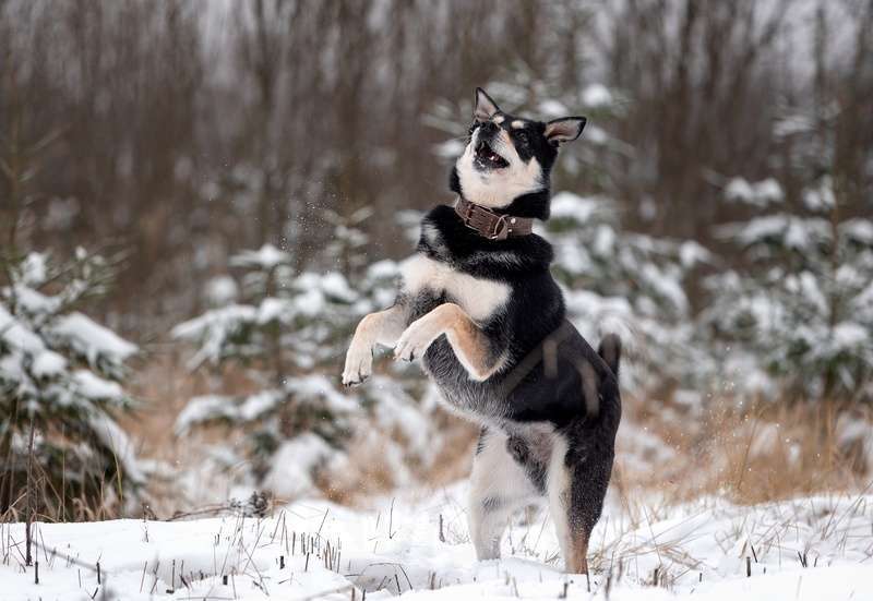 Собаки в Москве: Летающий и улыбающийся пёс Макс в добрые руки Мальчик, Бесплатно - фото 10