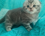 Кошки в Санкт-Петербурге: Шотландский вислоухий котенок Мальчик, 17 000 руб. - фото 1