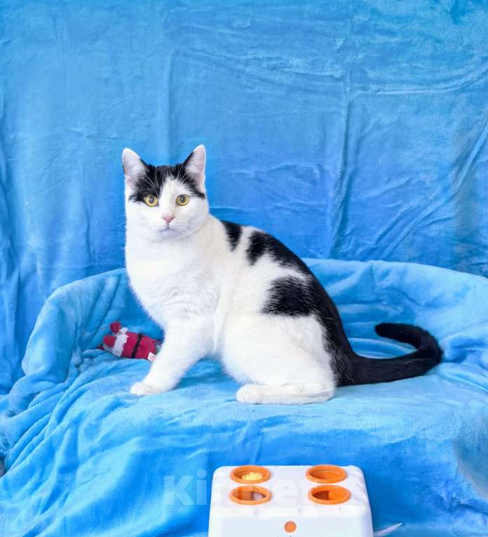 Кошки в Москве: Котик Федя ищет семью! Мальчик, Бесплатно - фото 4