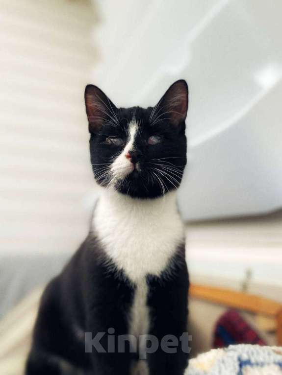 Кошки в Балашихе: Слепой котик Гомер Мальчик, Бесплатно - фото 3