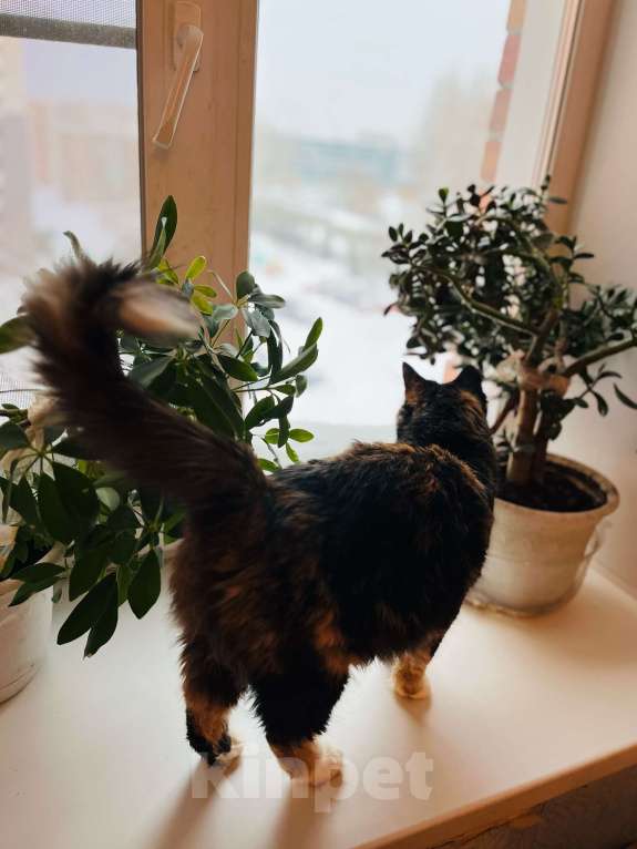 Кошки в Новосибирске: Кошка трехцветная в хорошие руки! Девочка, 5 руб. - фото 7