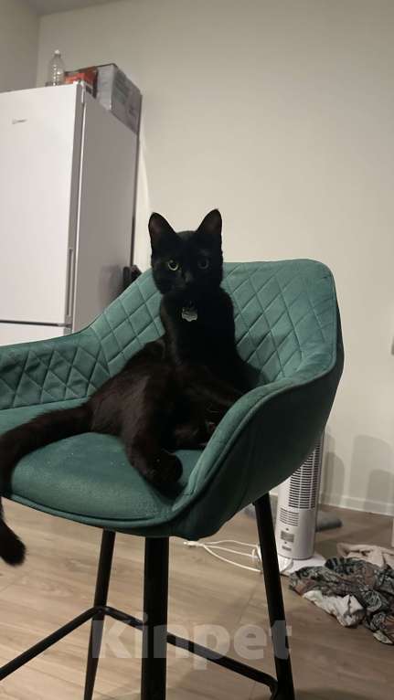 Кошки в Москве: Черный котик ищет дом Мальчик, Бесплатно - фото 2