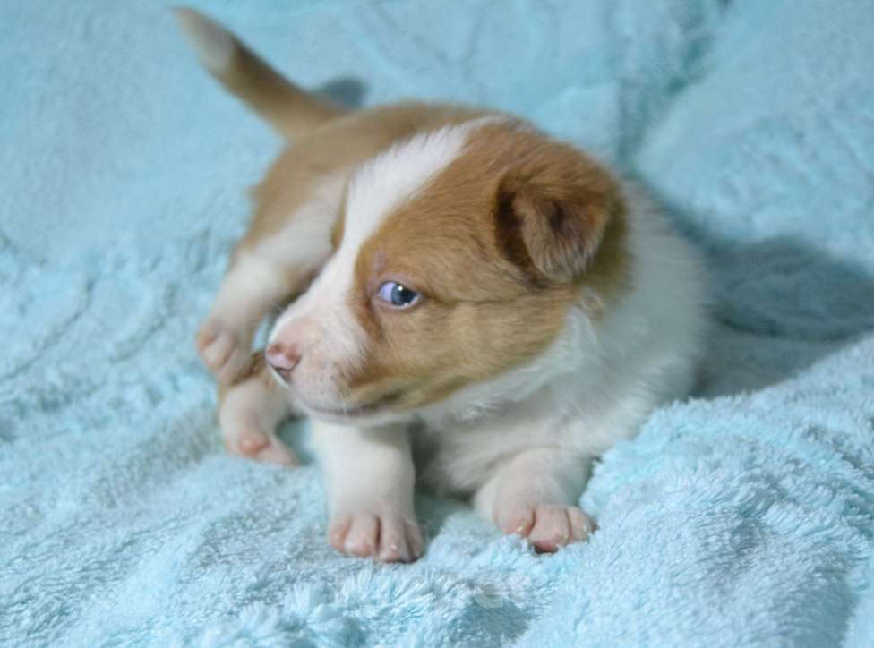 Собаки в Москве: Бордер колли девочка- Огонь Девочка, 120 000 руб. - фото 3