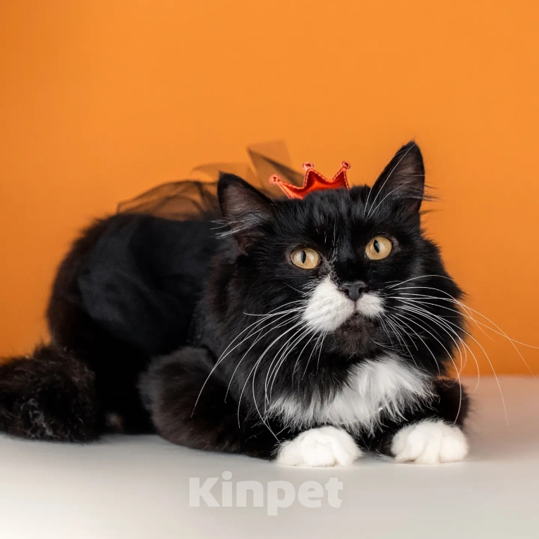 Кошки в Москве: Сногсшибательная красавица Матильда в дар Девочка, Бесплатно - фото 10