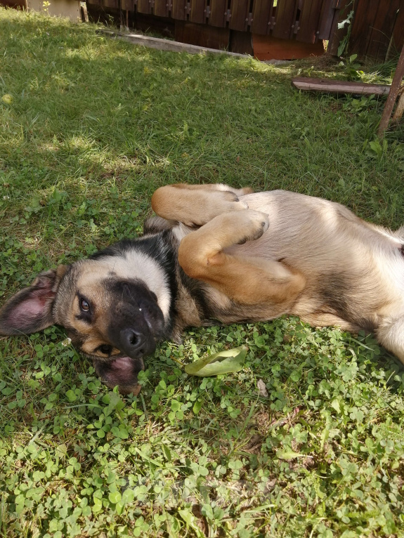 Собаки в Москве: Солджер, самый лучший молодой пес в добрые руки! Мальчик, Бесплатно - фото 2