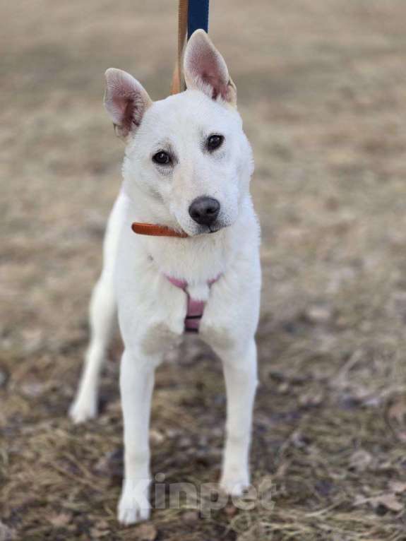 Собаки в Москве: Снежинка щенок Девочка, Бесплатно - фото 2