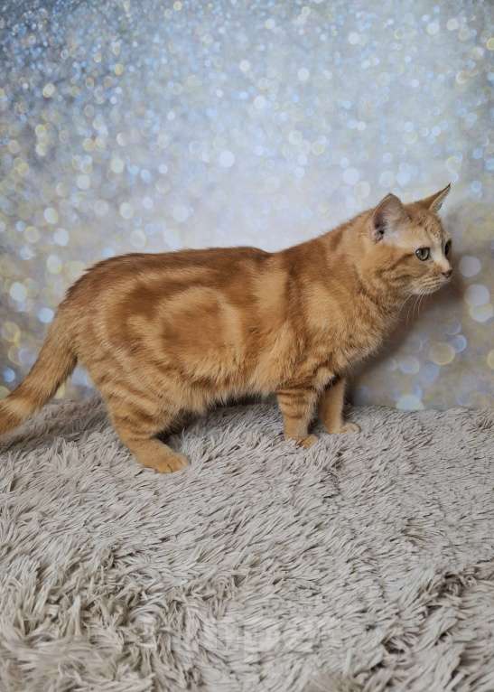 Кошки в Москве: Сания будет на выставке-пристройстве в Москве Девочка, Бесплатно - фото 7