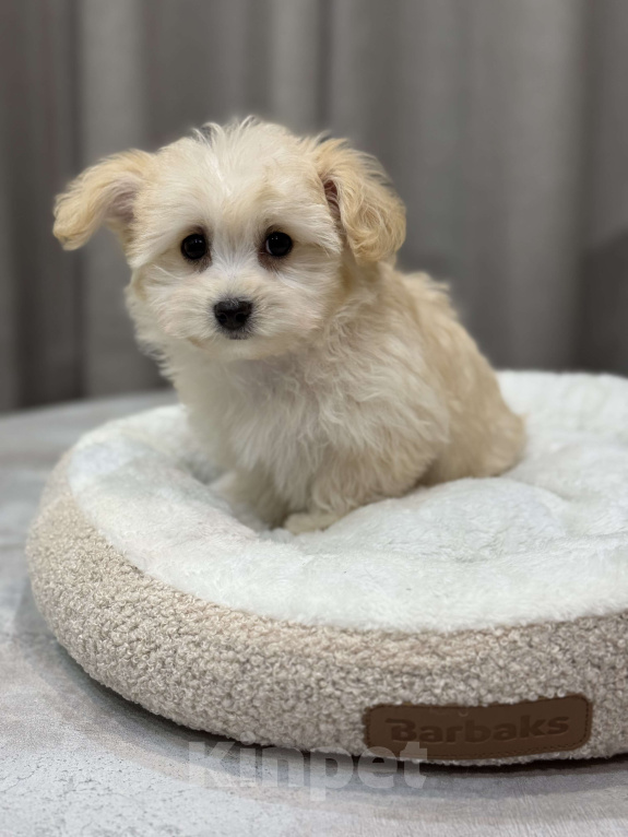 Собаки в Москве: Мальтипу девочка Девочка, Бесплатно - фото 2