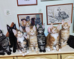Кошки в Казани: Котята мейн-кун Разнополые, 25 000 руб. - фото 1