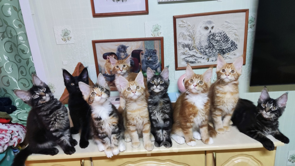 Кошки в Казани: Котята мейн-кун Разнополые, 25 000 руб. - фото 1
