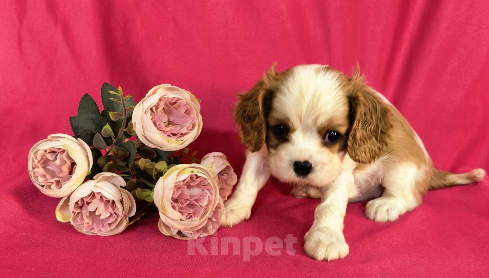 Собаки в Москве: Мальчик Кавалер Кинг Чарльз Спаниель Мальчик, 90 000 руб. - фото 7