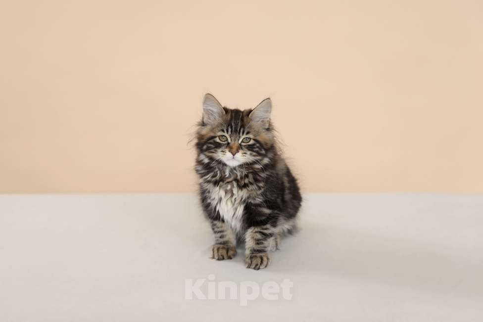 Кошки в Серпухове: Хибискус Русские Цветы Курильский  Бобтейл Мальчик, 80 000 руб. - фото 7