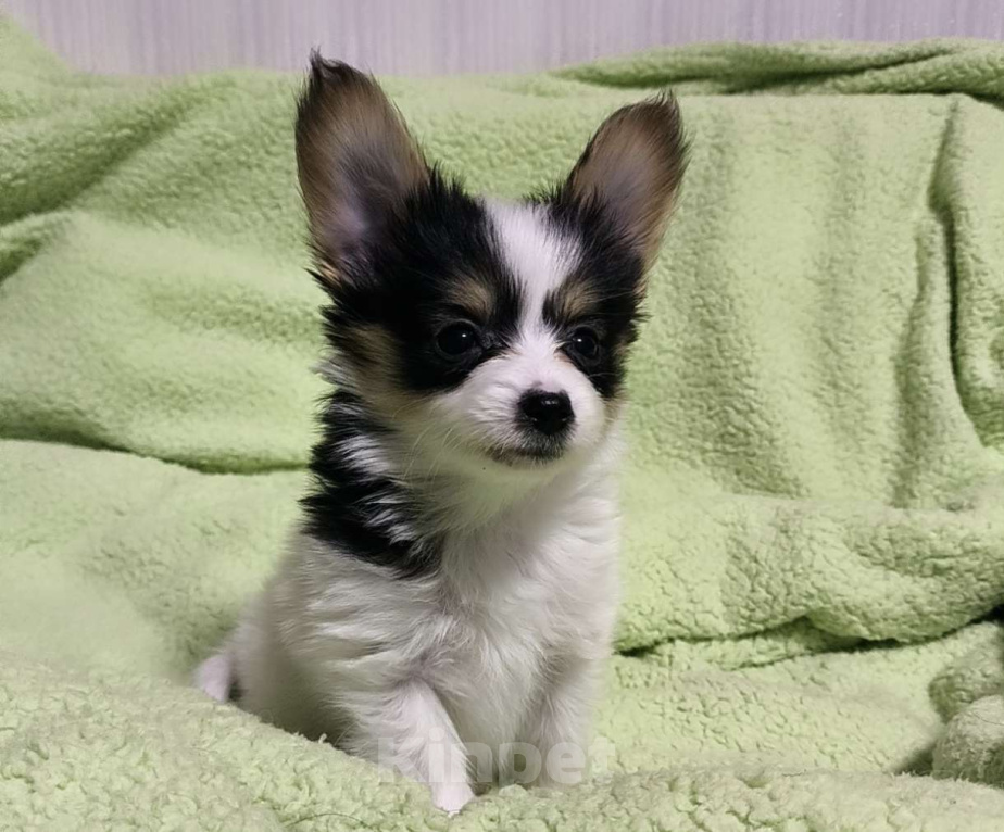 Собаки в Липецке: Папийон мальчик триколор Мальчик, 45 000 руб. - фото 1