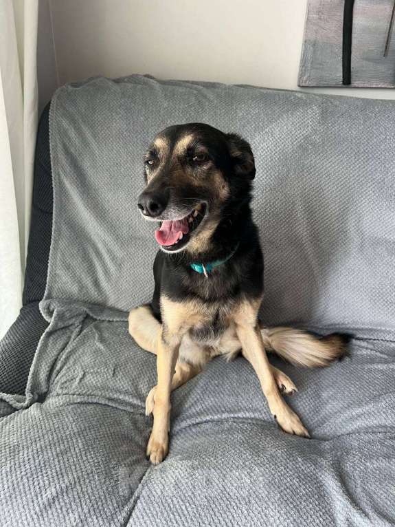 Собаки в Самаре: Собачка-метис Сильвана ищет новый дом Девочка, Бесплатно - фото 4