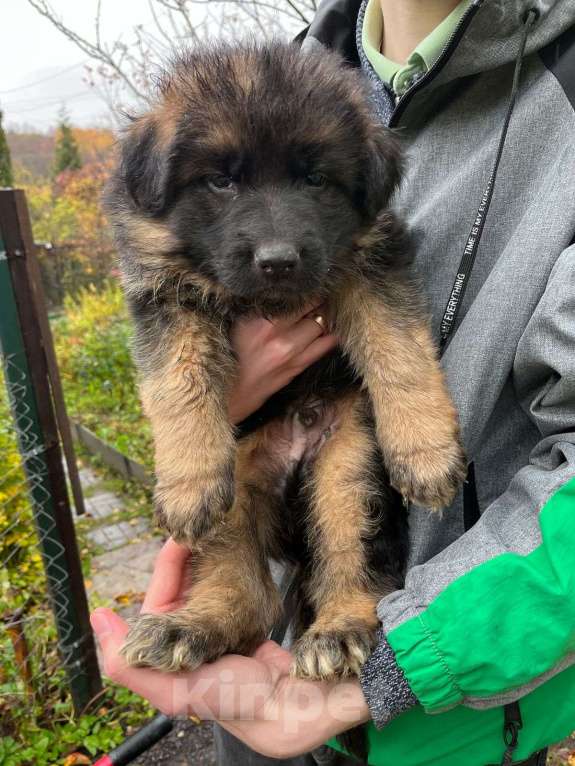 Собаки в Нижнем Новгороде: Щенки немецкой овчарки Девочка, Бесплатно - фото 6
