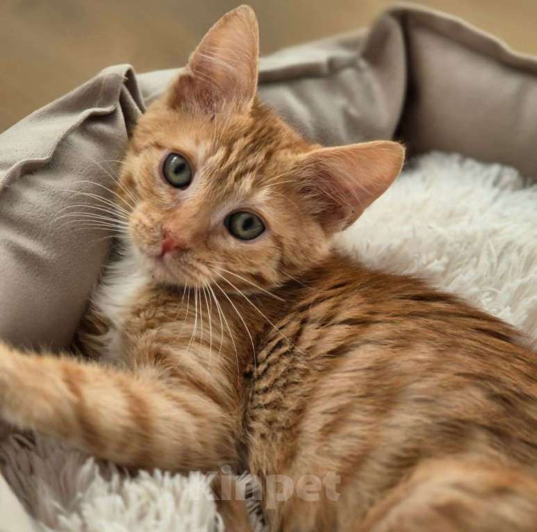 Кошки в Москве: Рыжий котенок Лёва ищет домик! Девочка, Бесплатно - фото 3