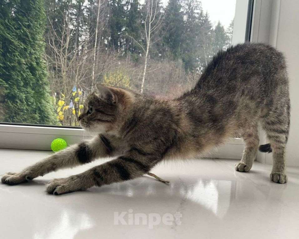 Кошки в Москве: Касю никто не замечает Девочка, Бесплатно - фото 3