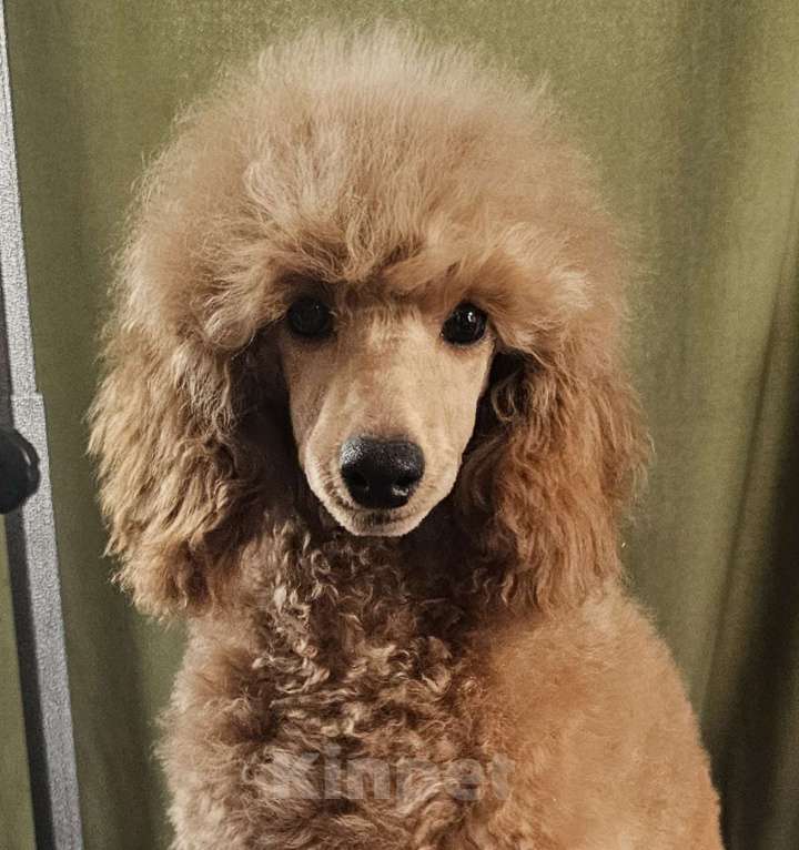 Собаки в Москве: Миниатюрный пудель девочка,  ркф Девочка, 120 000 руб. - фото 1