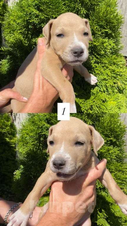 Собаки в других городах Краснодарского края: Щенки Амстаффа Мальчик, 10 000 руб. - фото 4