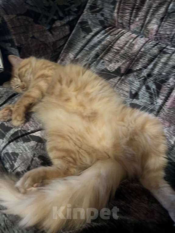 Кошки в Санкт-Петербурге: ищу доброго хозяина доброй кошке Девочка, Бесплатно - фото 4