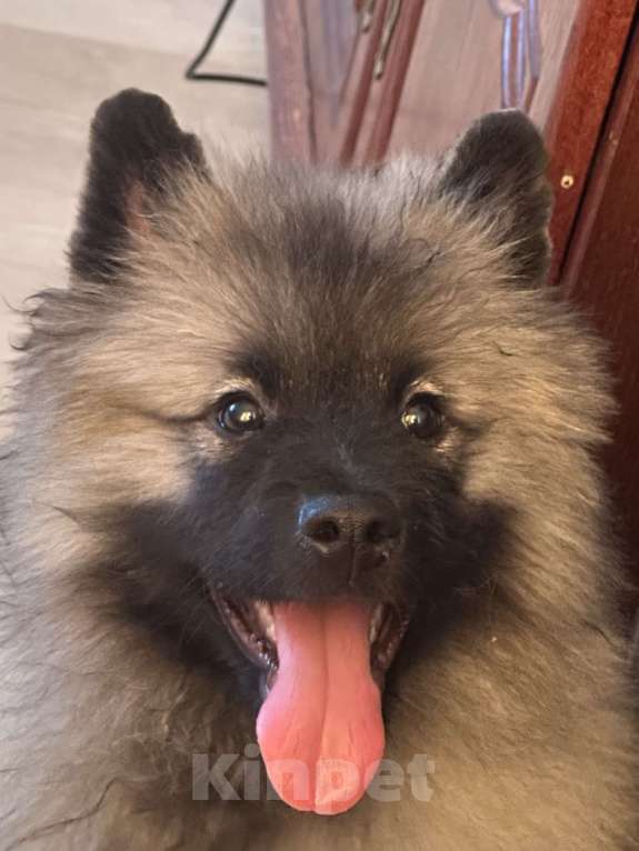 Собаки в Москве: Немецкий вольфшпиц/ кеемхонд Девочка, 100 000 руб. - фото 5