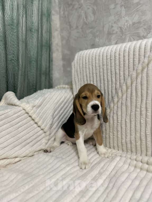 Собаки в Волжском: Продаются щенки  Мальчик, 25 000 руб. - фото 3